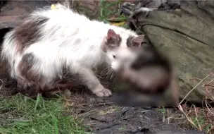 Скачать видео: 俄阵亡士兵遗体遭野猫啃食，恐怖又残酷，第一视角拍摄俄乌战地！