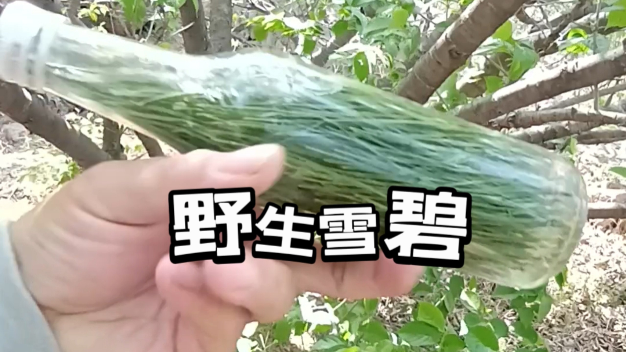野生雪碧