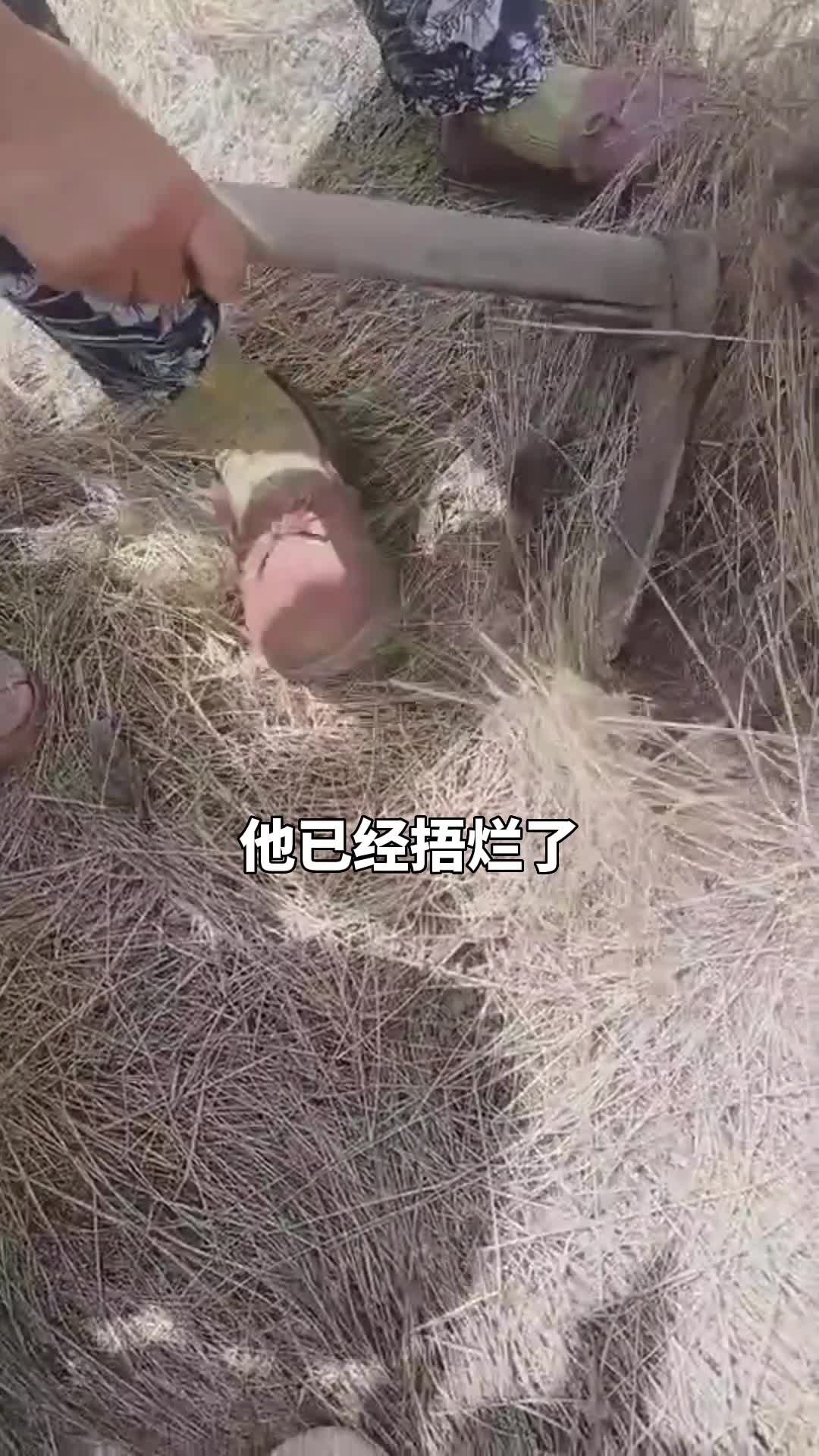 种鼠茅草真的可以改善土壤.哔哩哔哩bilibili