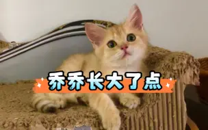 大古和他的猫｜乔乔长大了点，毛发也变深了，还是爱抢姐姐的饭吃！