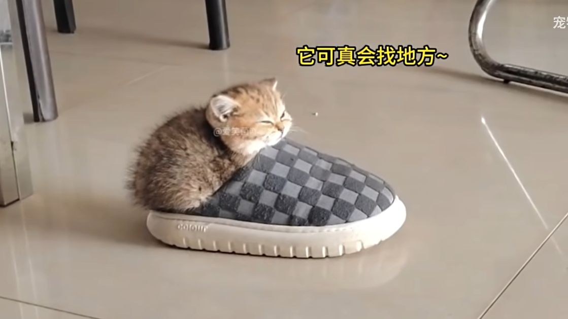 谁教小猫咪这么睡觉的哔哩哔哩bilibili