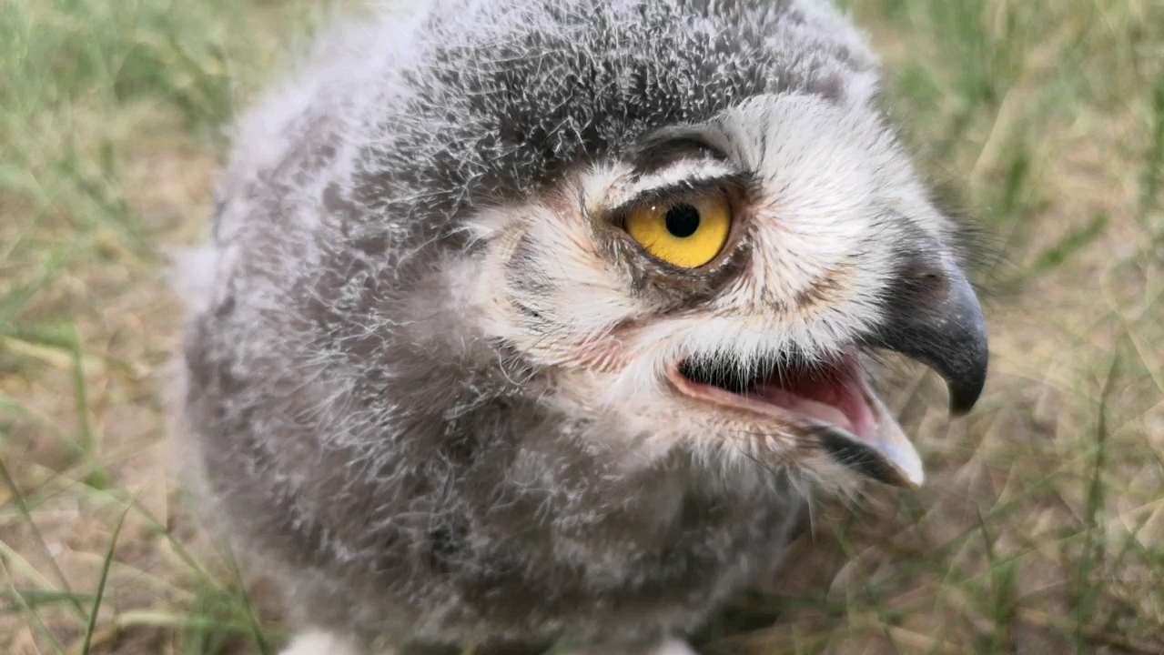 雪鸮宝宝丑是丑了点,但是可爱啊,一双大眼睛忽扇忽扇的