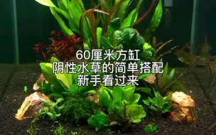 Download Video: 60厘米方缸阴性水草的简单搭配新手看过来