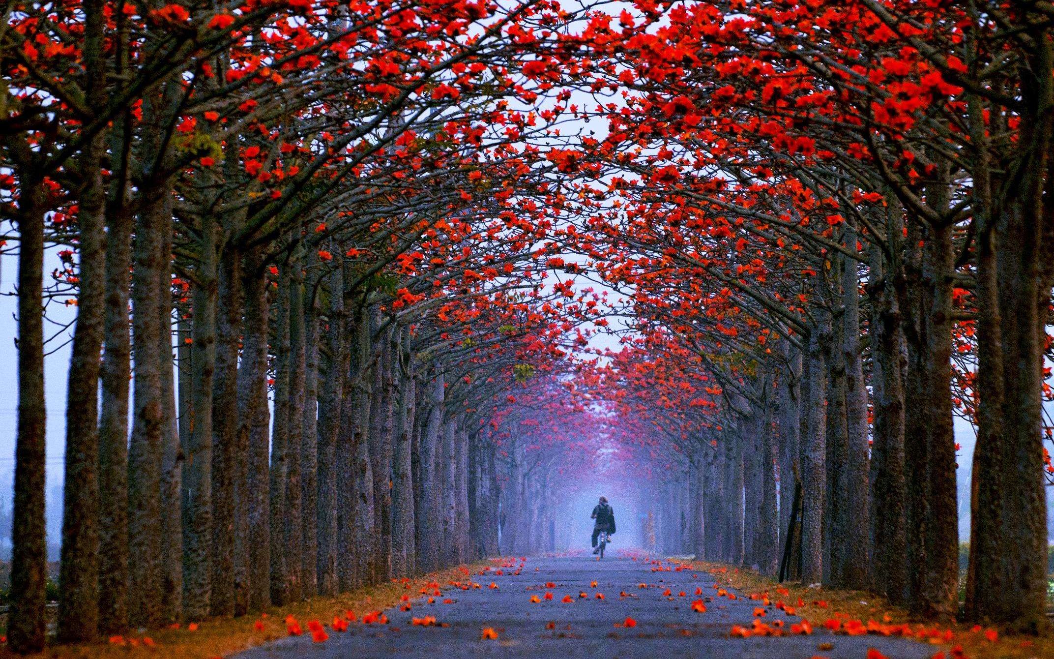 轻客旅行丨航拍台湾嘉义白河木棉道,2月的花海街道_哔哩哔哩 (゜-゜)