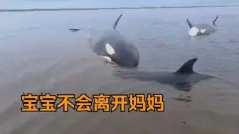 Tải video: 【俄罗斯卫星通讯社】营救搁浅在勘察加浅滩上的虎鲸一家