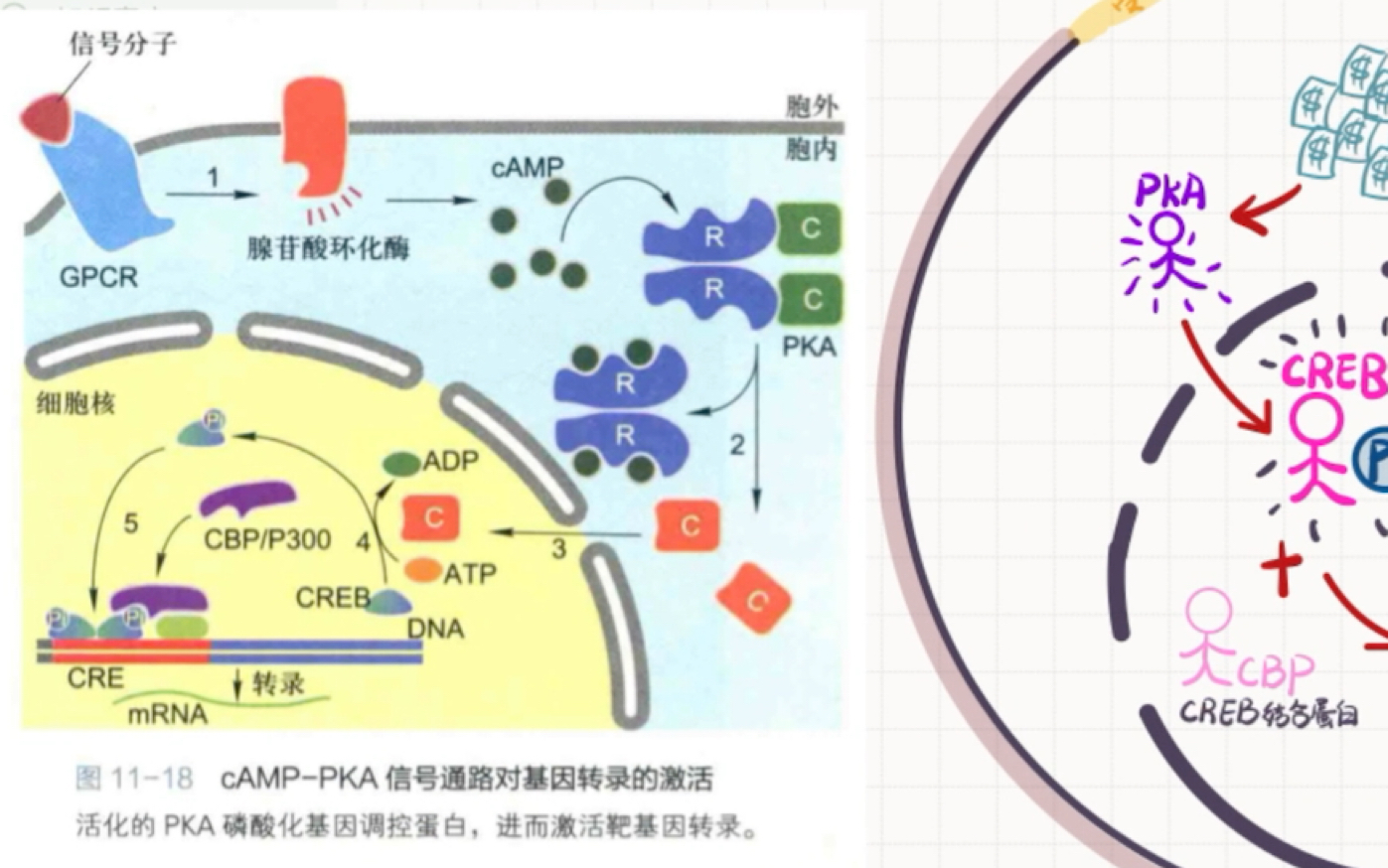 自用复盘:cAMPPKA信号通路对细胞的调节哔哩哔哩bilibili