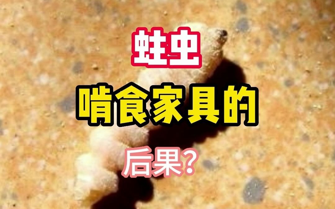 你知道家里有蛀虫要怎么灭杀吗?哔哩哔哩bilibili