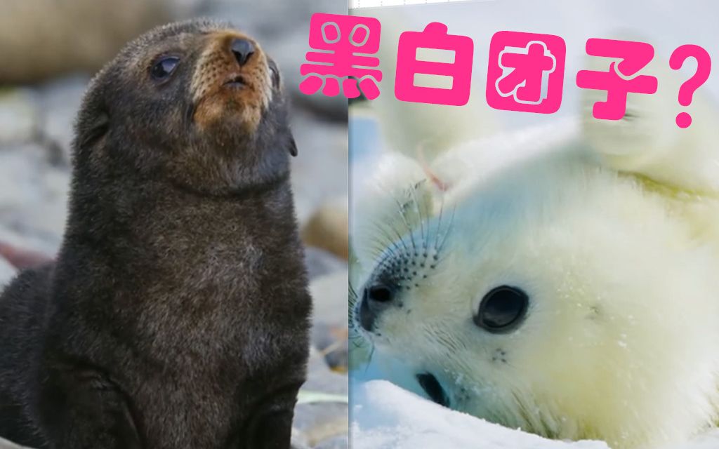 治愈还能学知识?教你一秒区分 海狮海象海豹海狗海牛儒艮 超萌 海字辈动物狂想曲哔哩哔哩bilibili