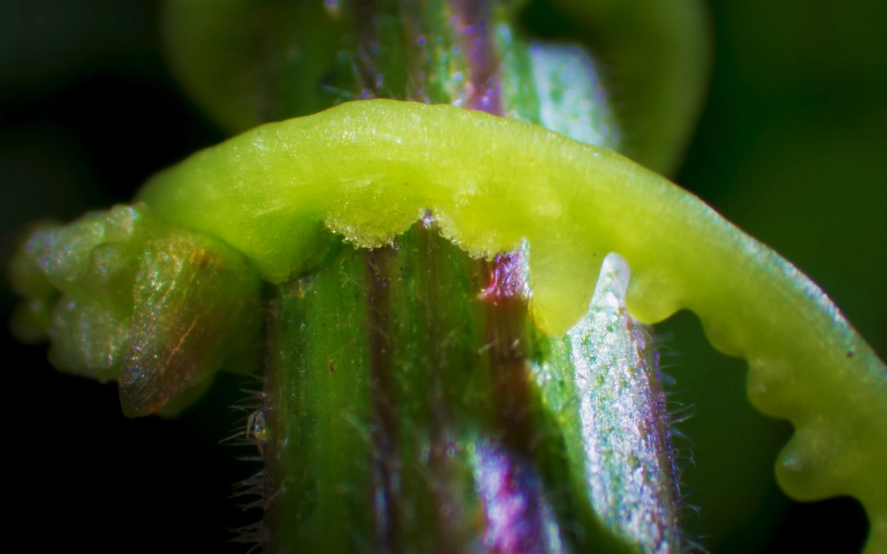 [图]【纪录片解说】植物界的猎人：欧洲菟丝子有非凡的嗅觉能快速移动