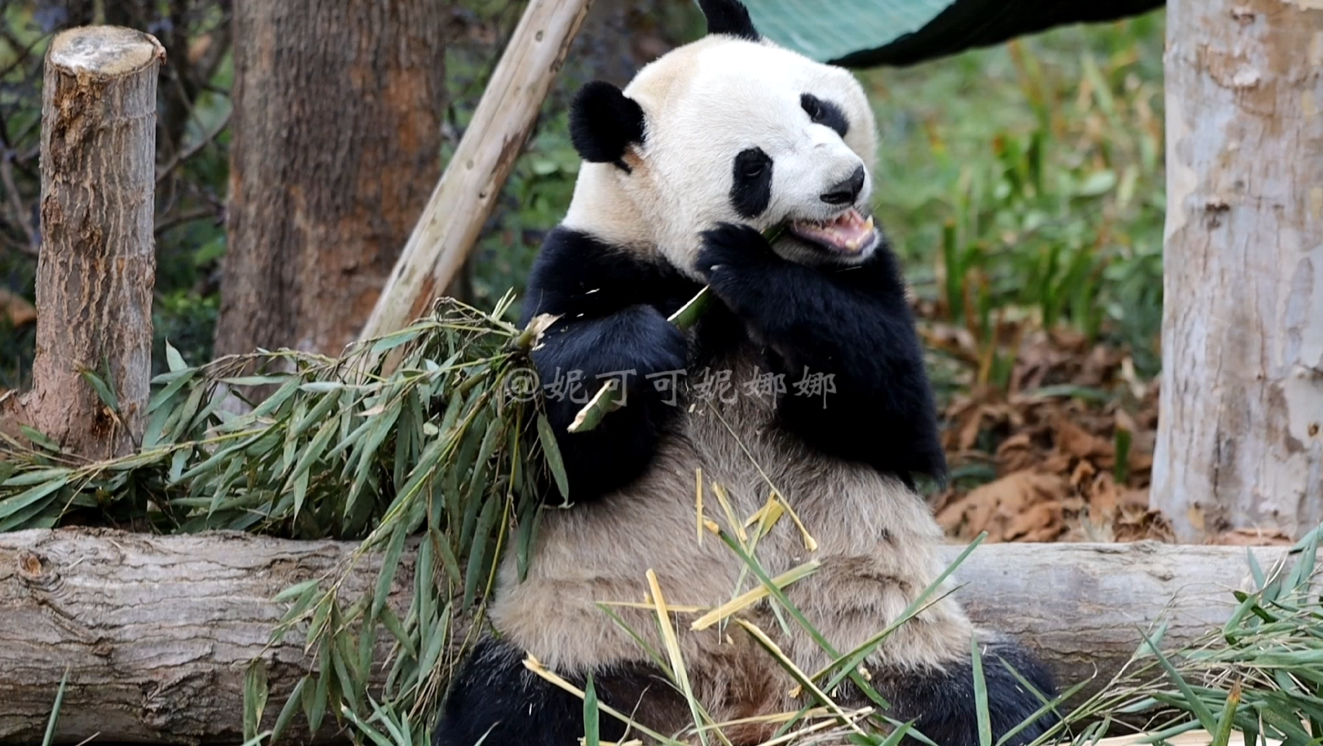 【大熊猫妮娜】娜娜小仙女乖乖吃饭长胖胖