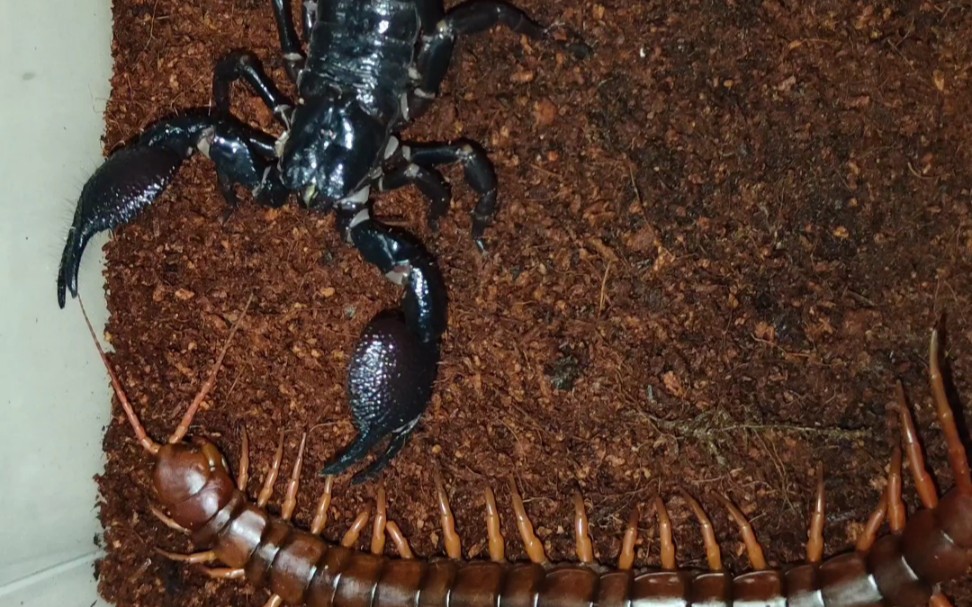 巨型蜈蚣大战巨型蝎子图片