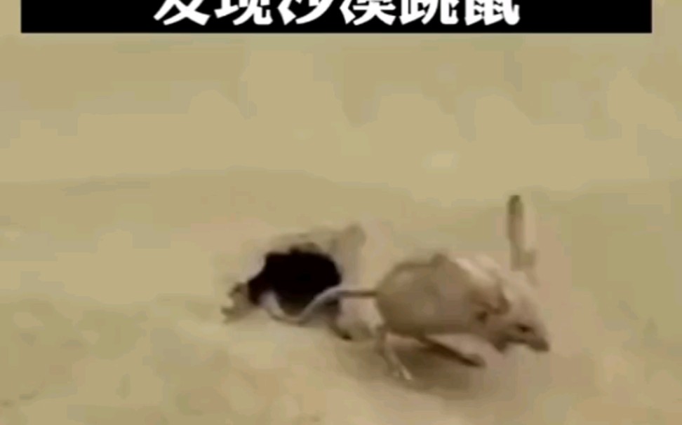 沙漠跳鼠哔哩哔哩bilibili