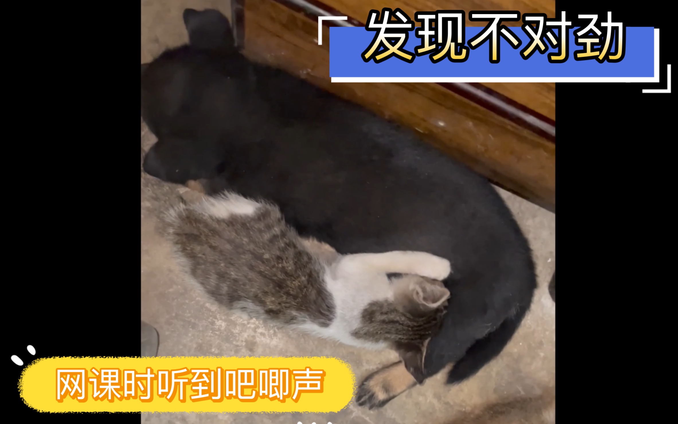 [图]【猫与狗之歌】听到吧唧声的我低头一看，傻了眼