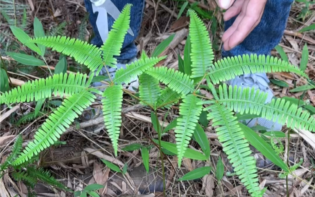 芒箕也是蕨类植物,你认识吗?农村人常采摘它,小时候拿它编篮子哔哩哔哩bilibili