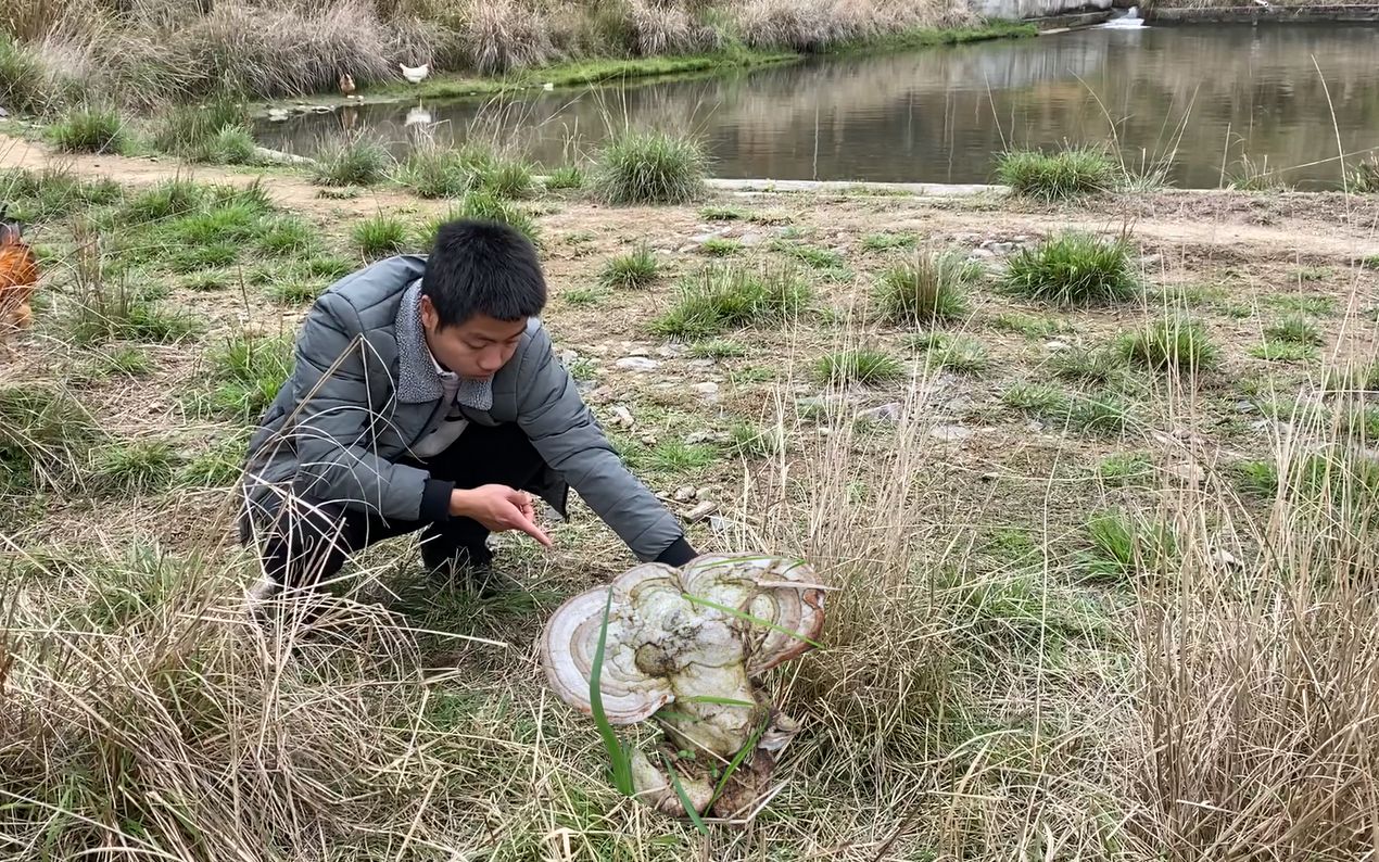 [图]鱼塘边发现2种不知明的菌菇，其中一种像值钱的白灵芝，你认识吗