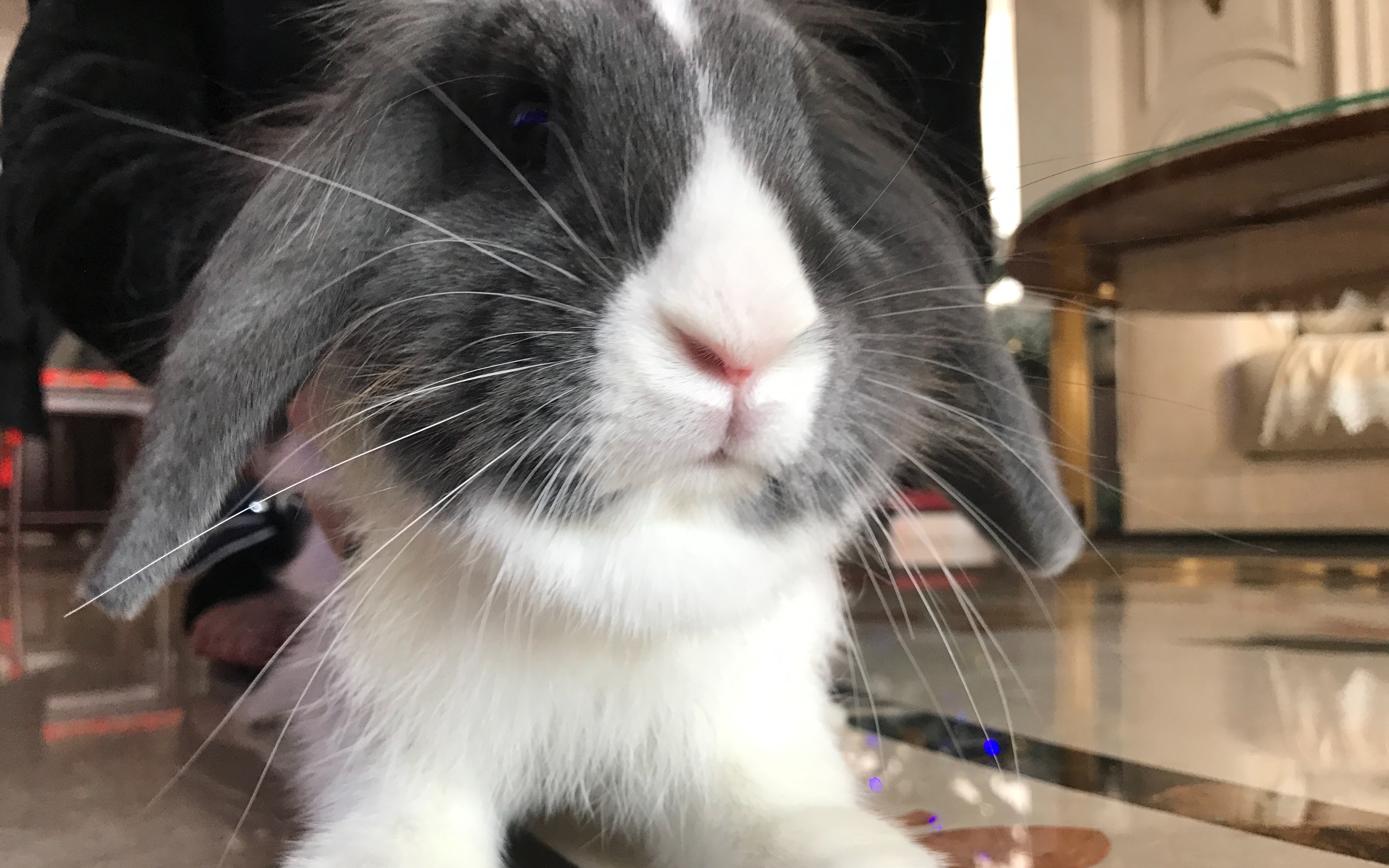 【道奇垂耳】傻蛋流水账