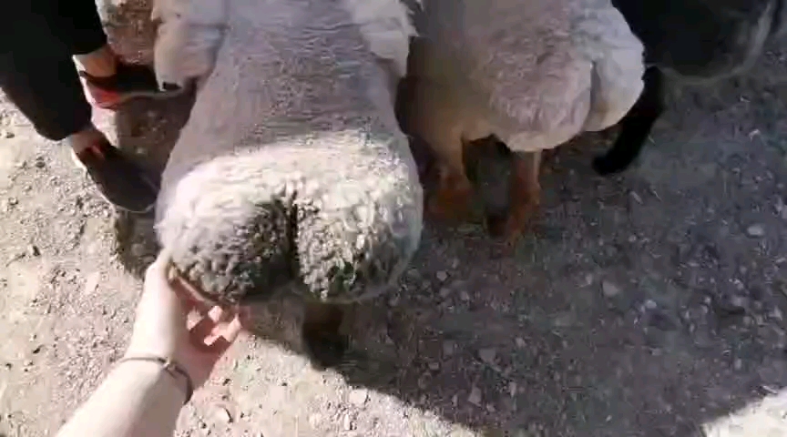 看这一个个屁股这些羊怕是练过深蹲吧