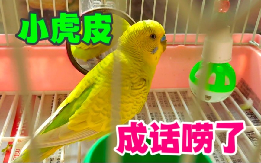 刚成年的虎皮鹦鹉,会说不少话,成话唠了