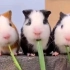 三只仓鼠吃草视频无水印高清