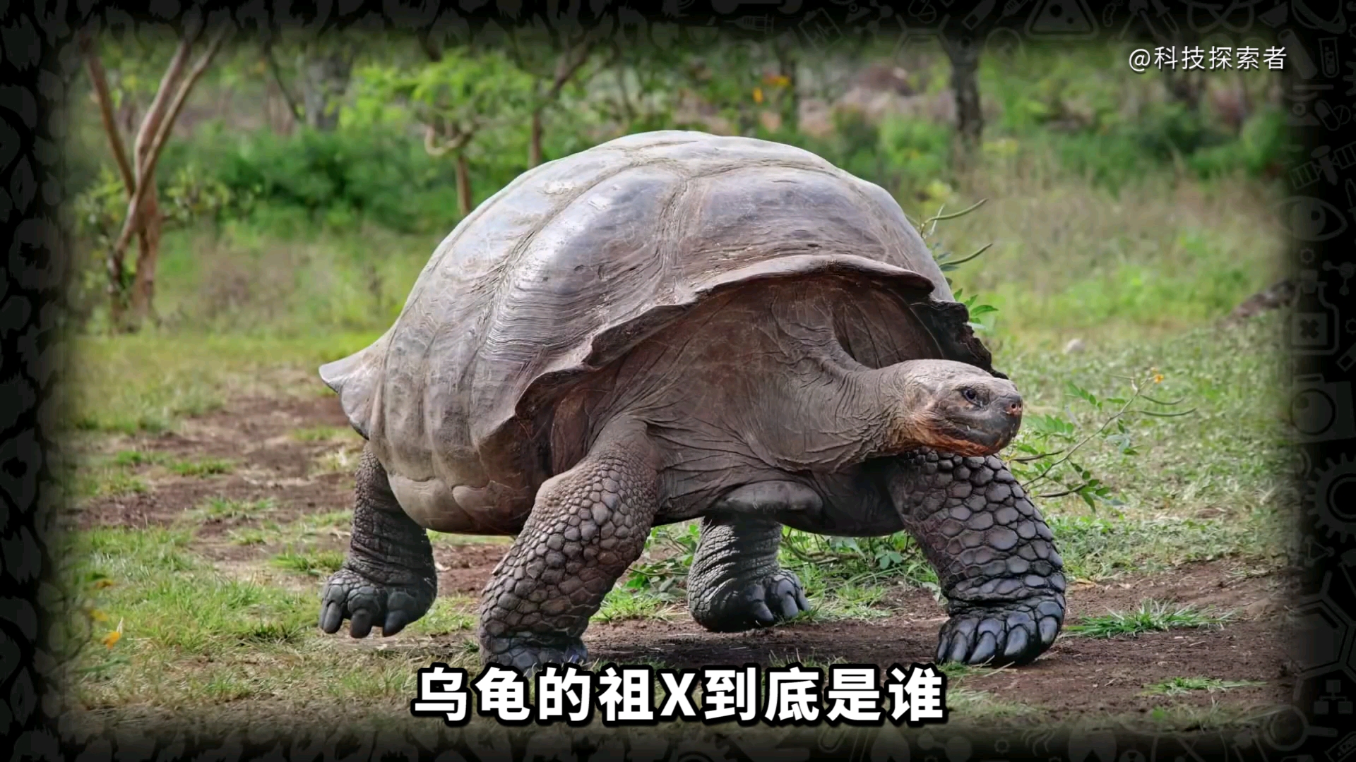 乌龟的祖先是谁图片