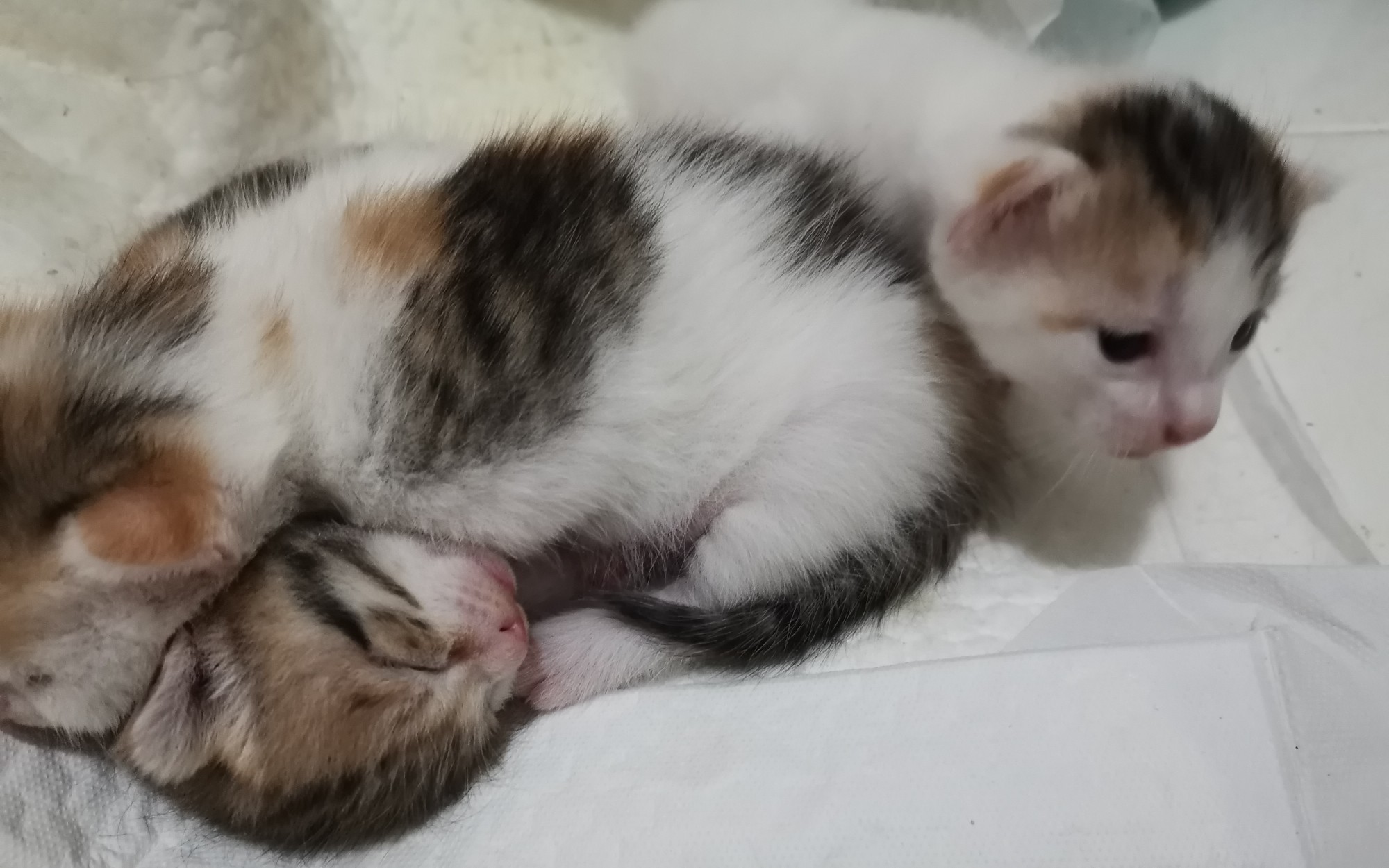 给宝宝们换尿垫,小花妈妈不放心跟了出来.宝宝们已经会嬉戏玩耍了.