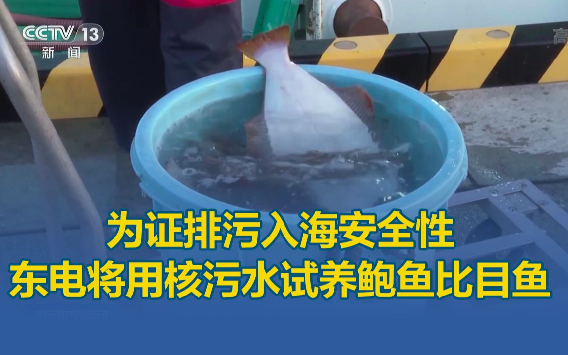 为证排污入海安全性,东京电力公司将用核污水试养鲍鱼比目鱼哔哩哔哩bilibili