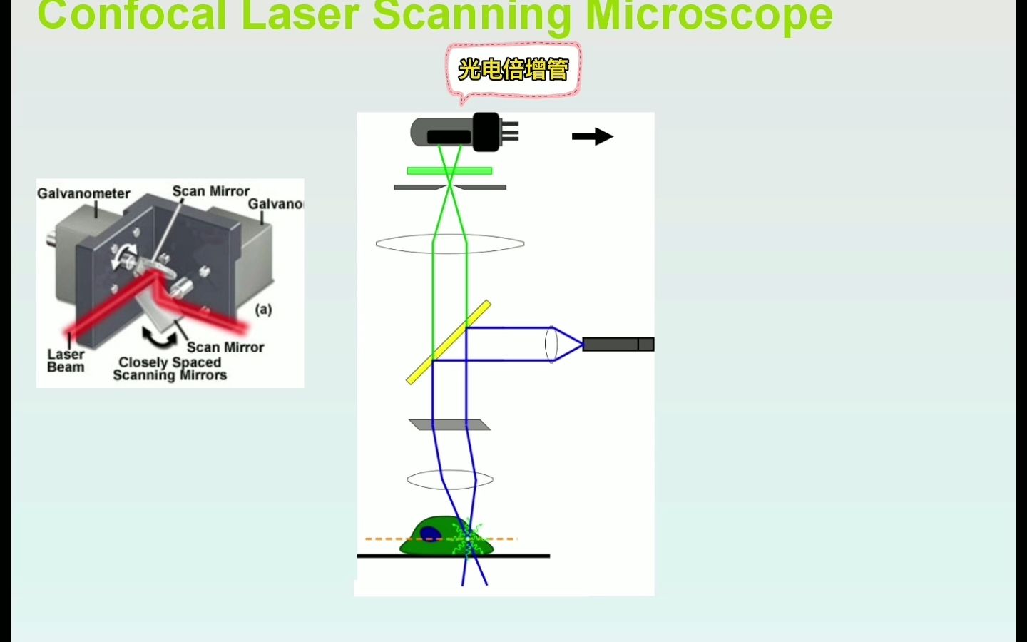 激光扫描共聚焦显微镜下五彩斑斓的微观世界哔哩哔哩bilibili