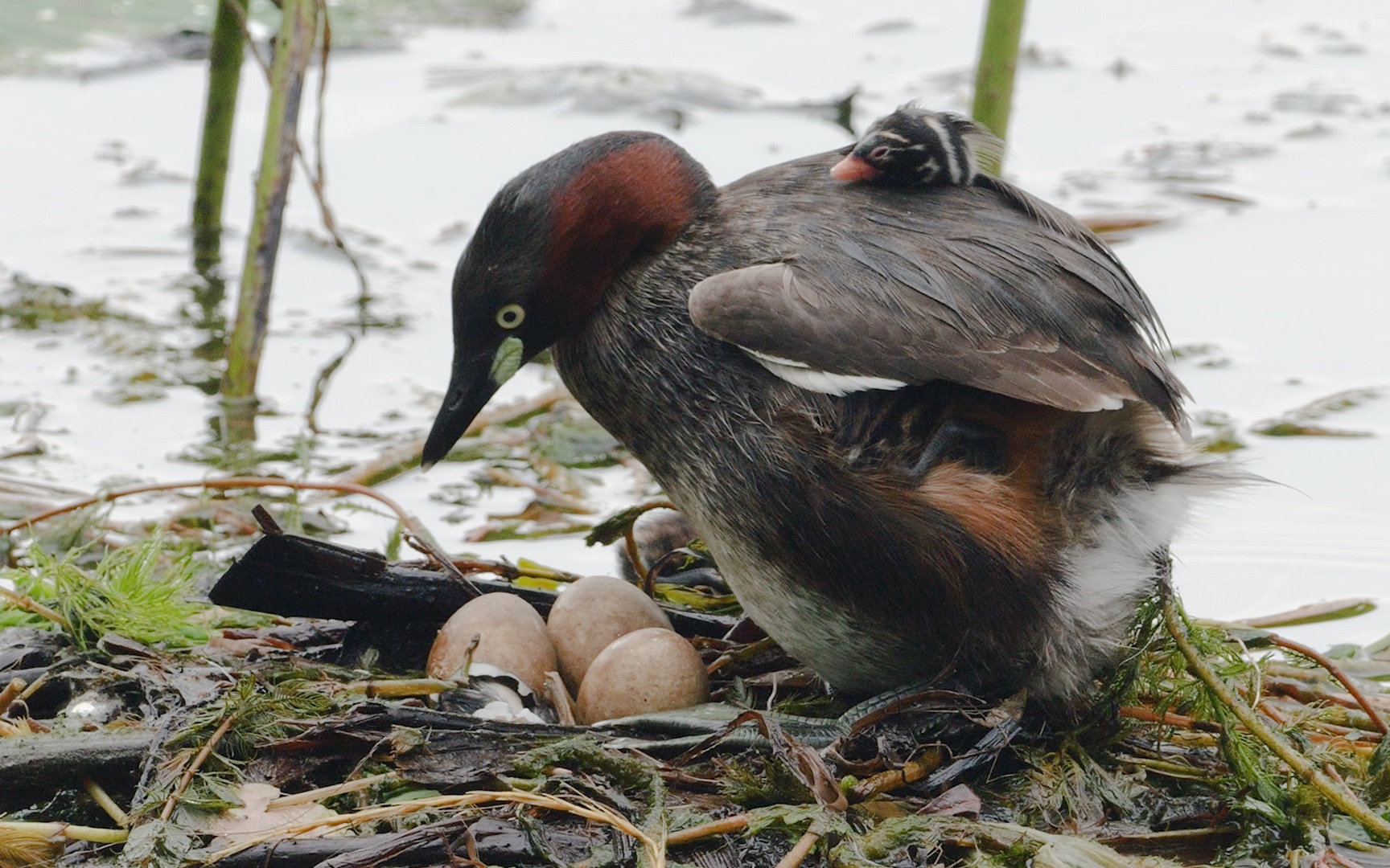 活动  第四只鸟宝宝破壳不久失踪,小鸟被鱼吃了?
