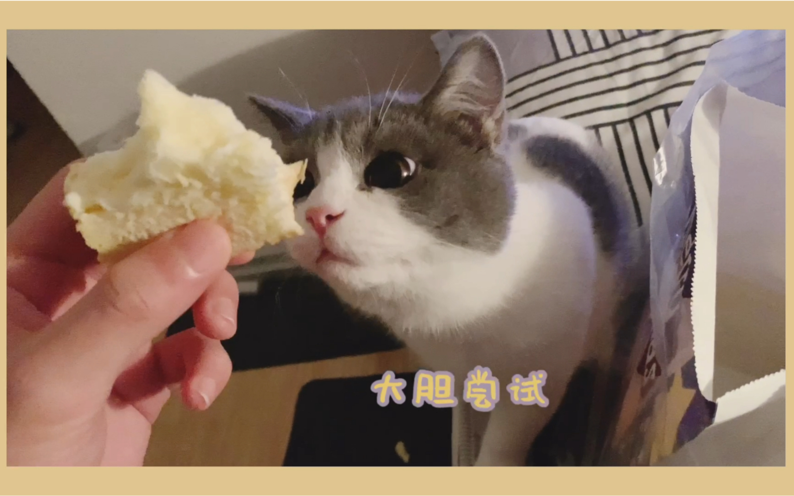 猫咪第一次吃面包 打开新世界