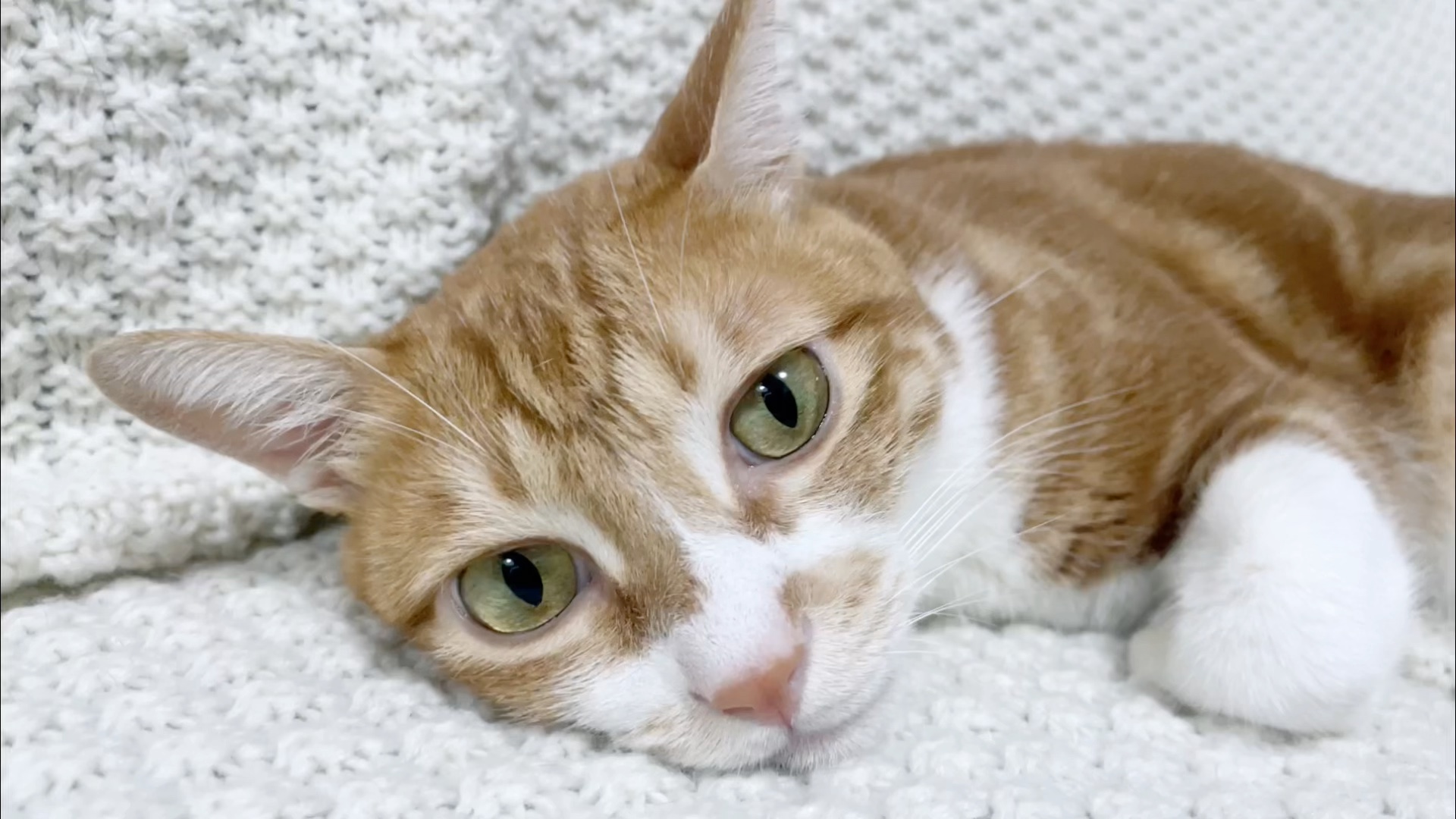 生活破破烂烂,小猫也补不动了