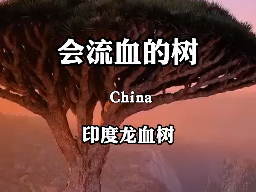 龙血树图片 流血图片