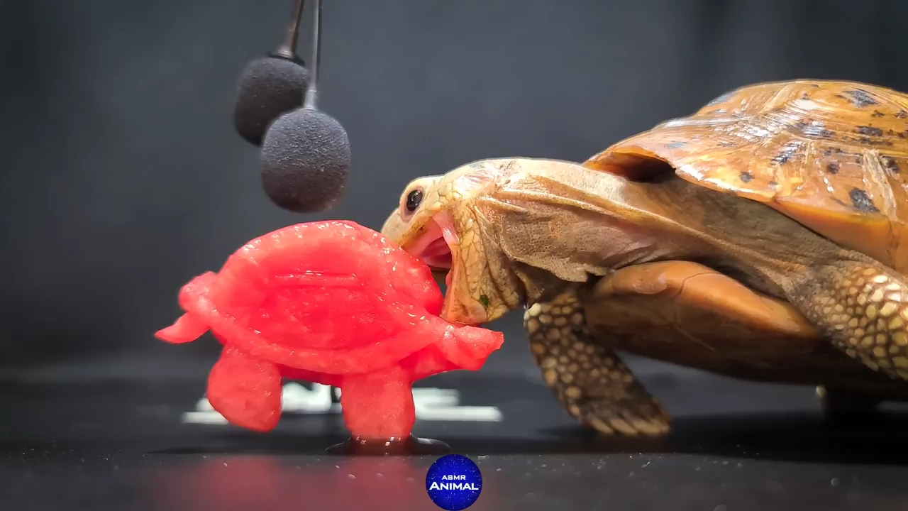 动物声控吃播小乌龟吃西瓜有效助眠转载