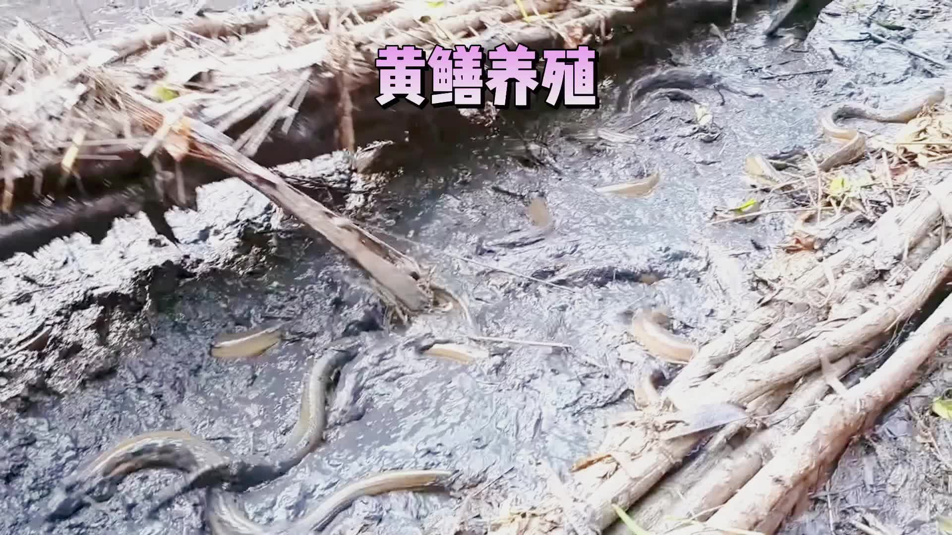 哪里有黄鳝养殖培训 哪里有黄鳝养殖培训基地