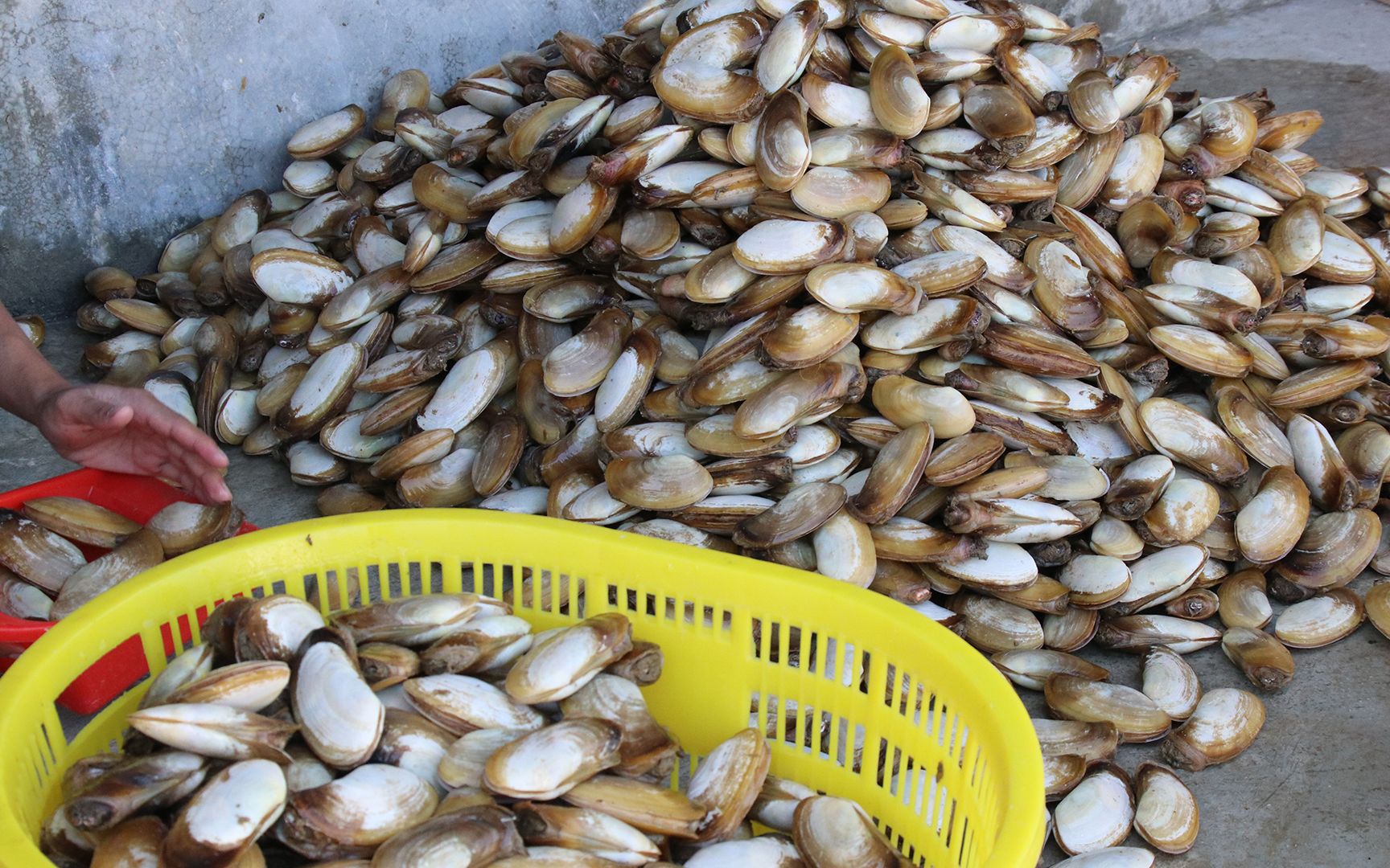 值钱的象鼻螺太泛滥了阿旺抓了几百斤豪气老板全部买下