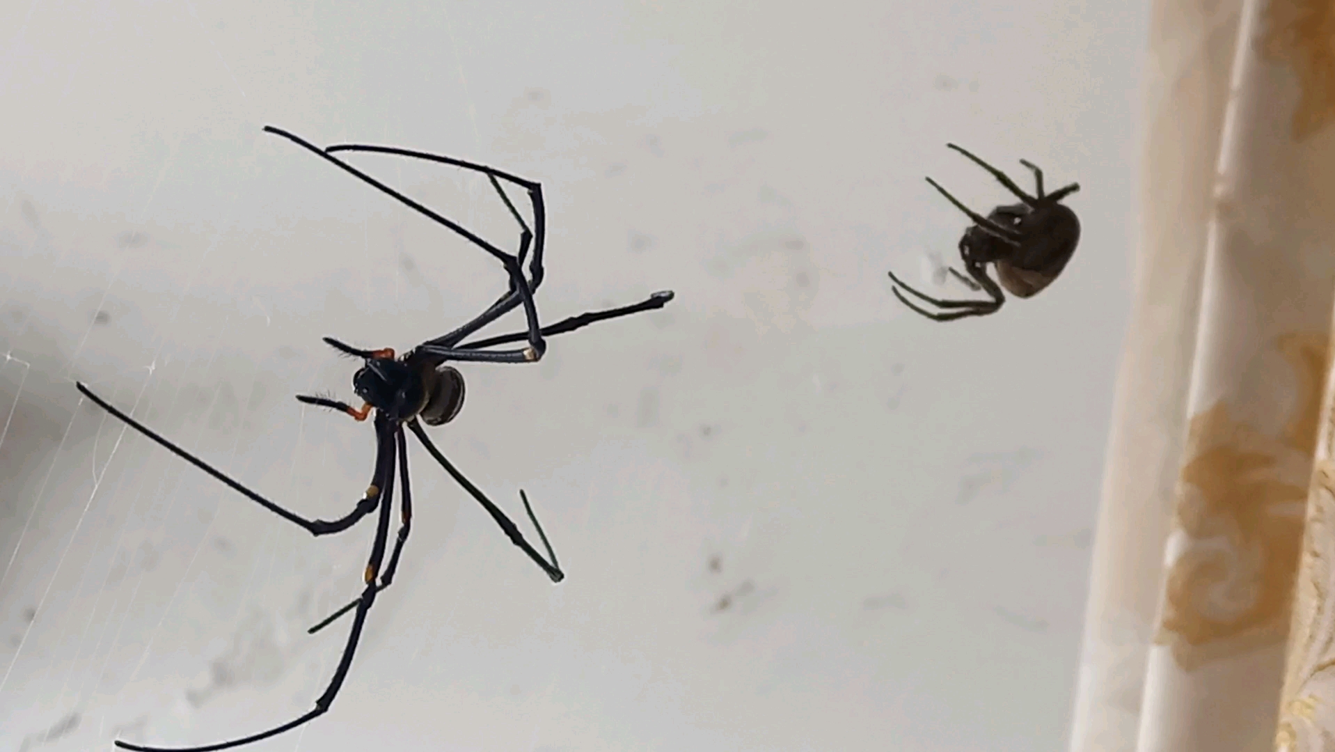 室内巨型蜘蛛2号斑络出动!pk灰色胖蜘蛛猛兽大腹,攻防战