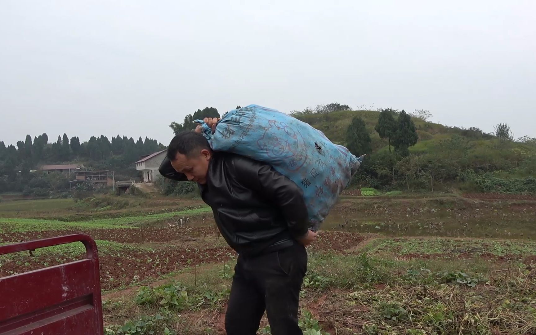 超娃不在家爸妈干农活累的腰酸背痛为了儿子的事业父母都很拼