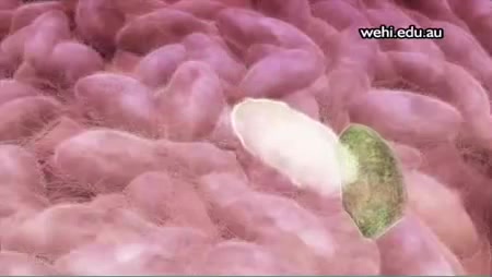 [图]Apoptosis