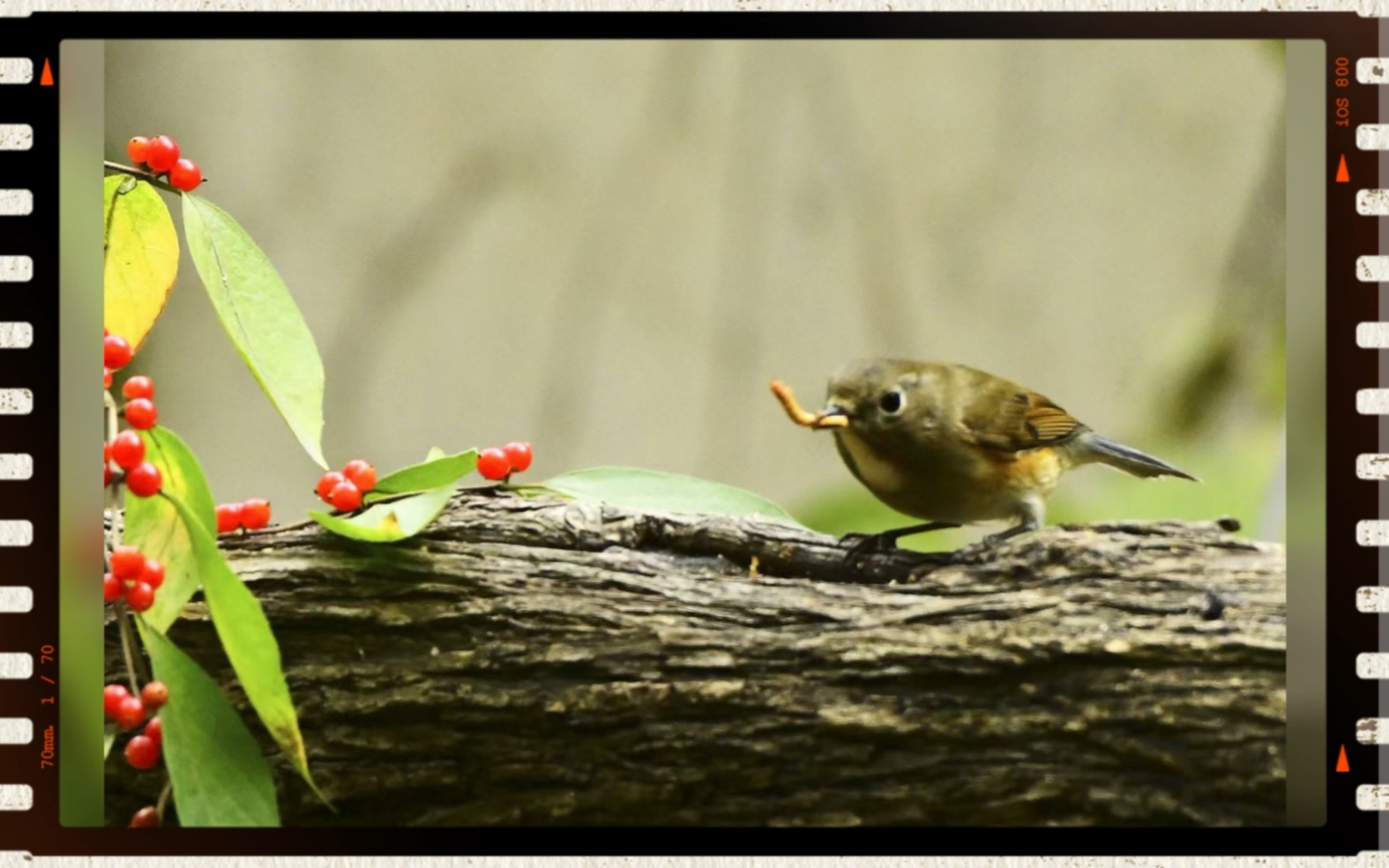 公园里的啾啾们都好可爱,它们给世界增添了不少生机与活力!