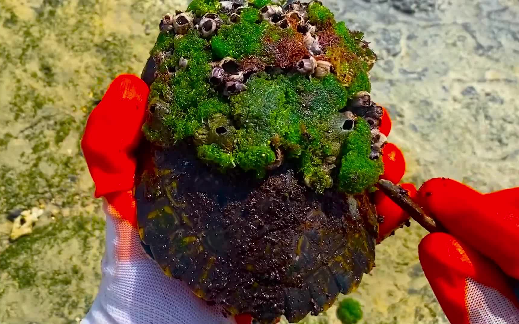 解压视频丨强迫症丨清理藤壶丨更新至221101