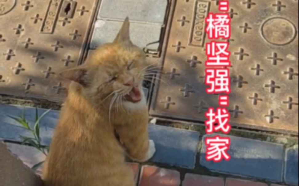 [图]救助一只乖巧 有礼貌的橘猫，它受了很重的伤，依然选择坚强。。。