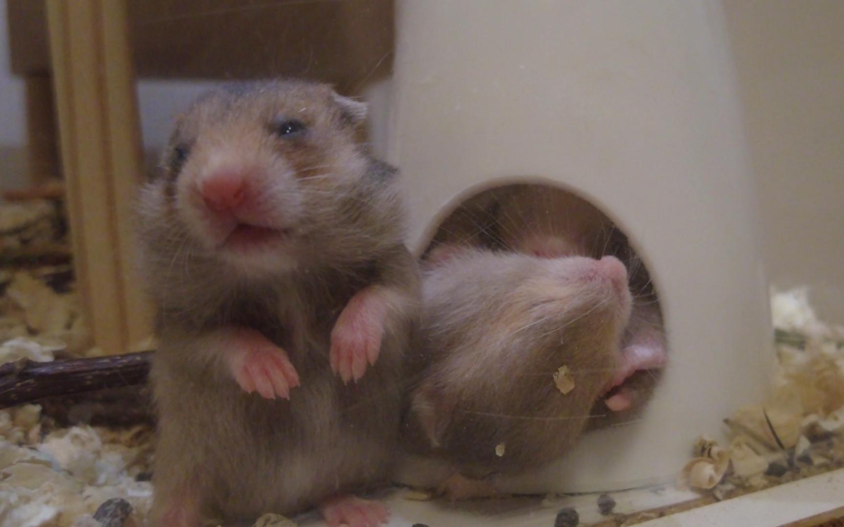 吐舌头的金丝熊