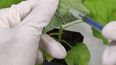 烟草注射亚细胞定位