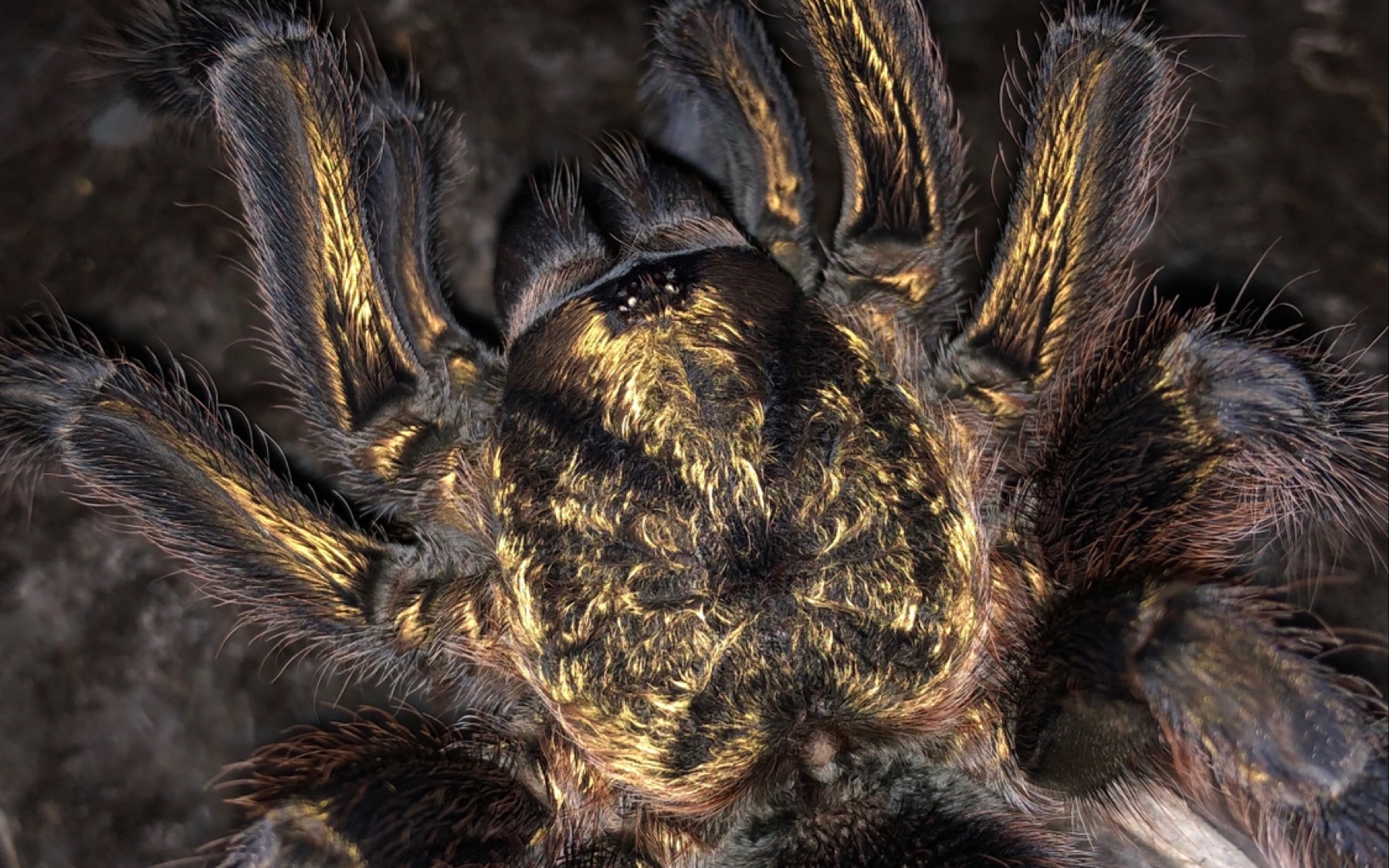 捕鸟蛛 pho属 加勒比金辉捕食 土豪金蛛