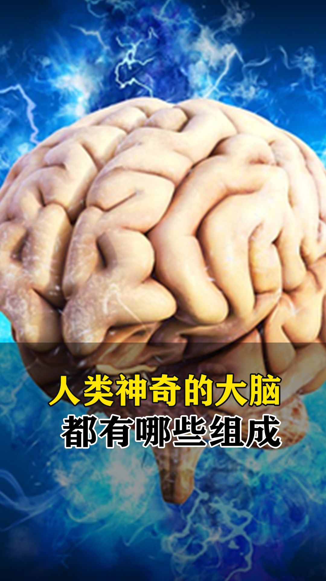 [图]人类神奇的大脑都有哪些组成？