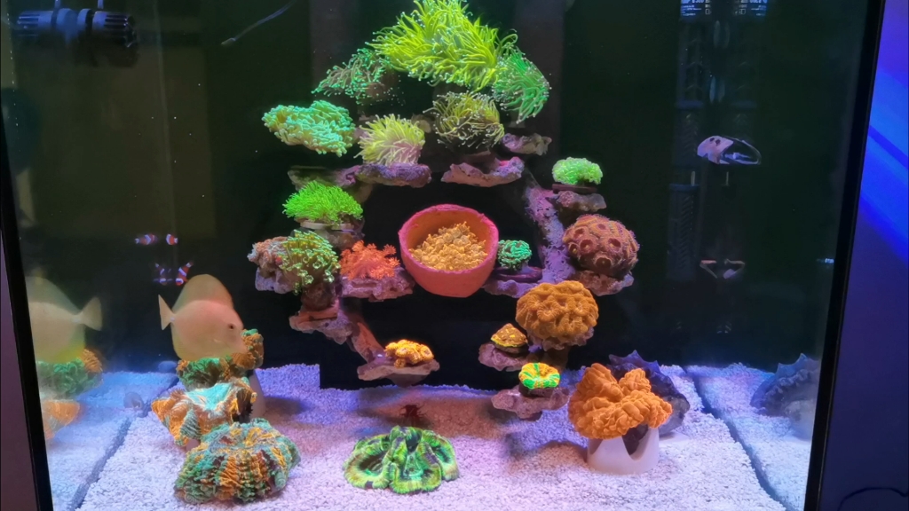 至强60lps软体珊瑚缸