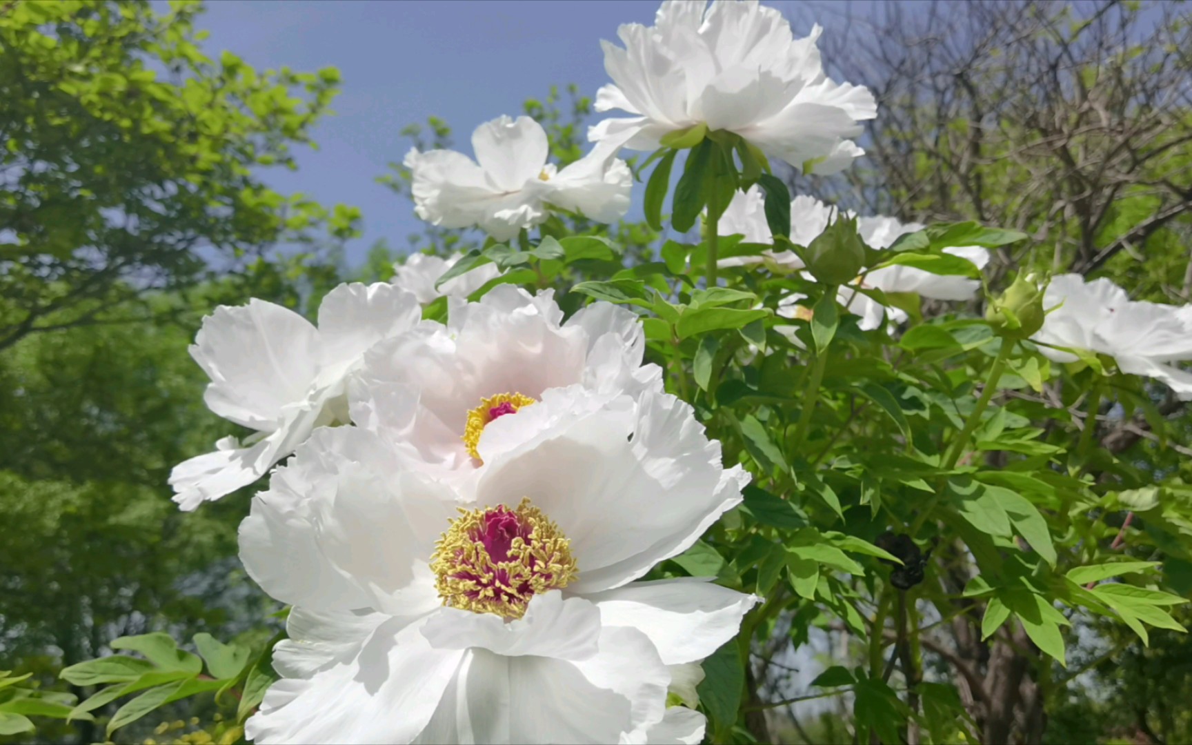 玉版白(洛阳牡丹花12)