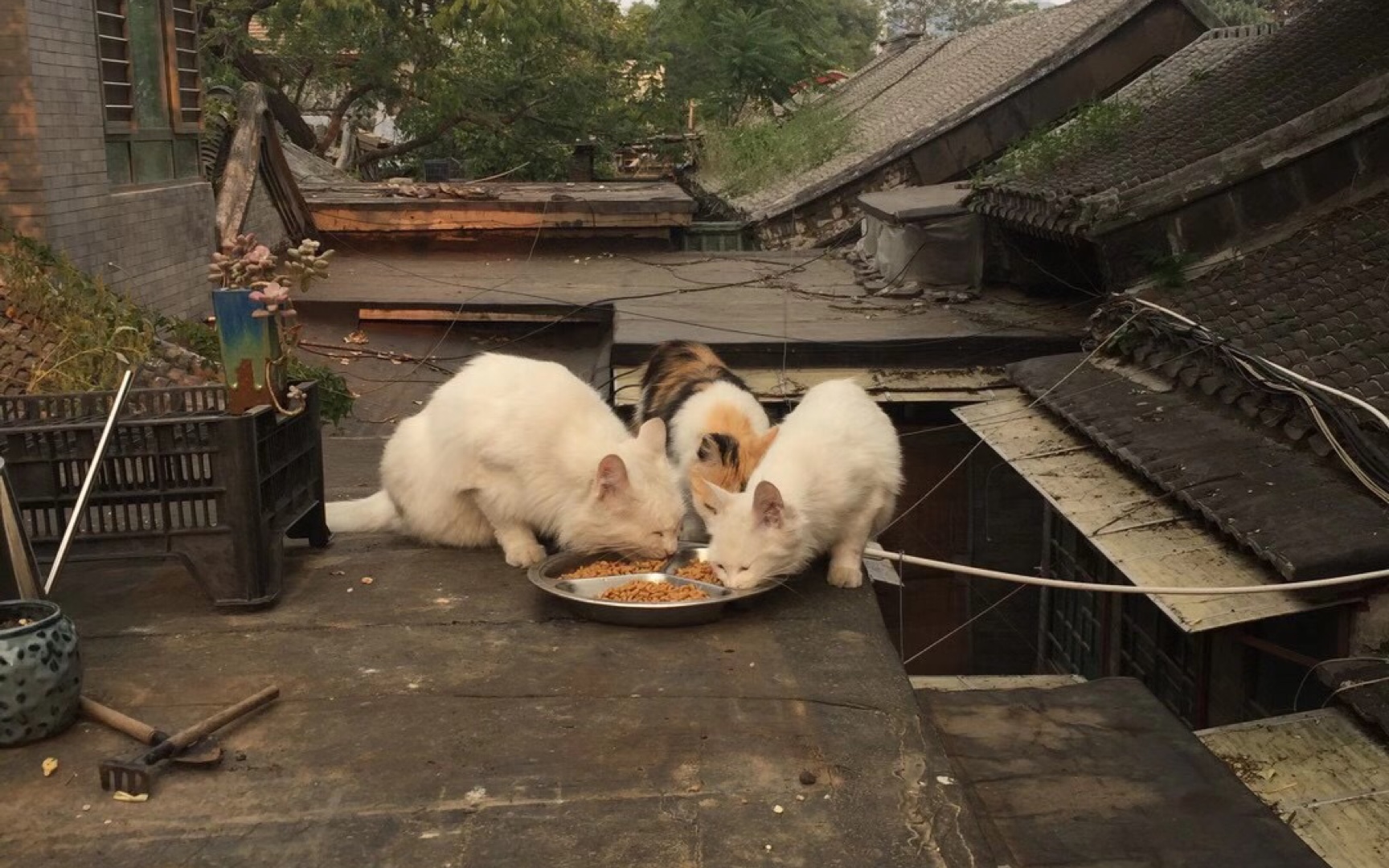 [图]北京今天阳光灿烂，但怎么也照不到所有角落...“阳光照耀下的地方，是漆黑角落映衬出来的样子，没有黑暗，光明算个球，替那角落里的小白猫不屑地说一句：再见、世界。”