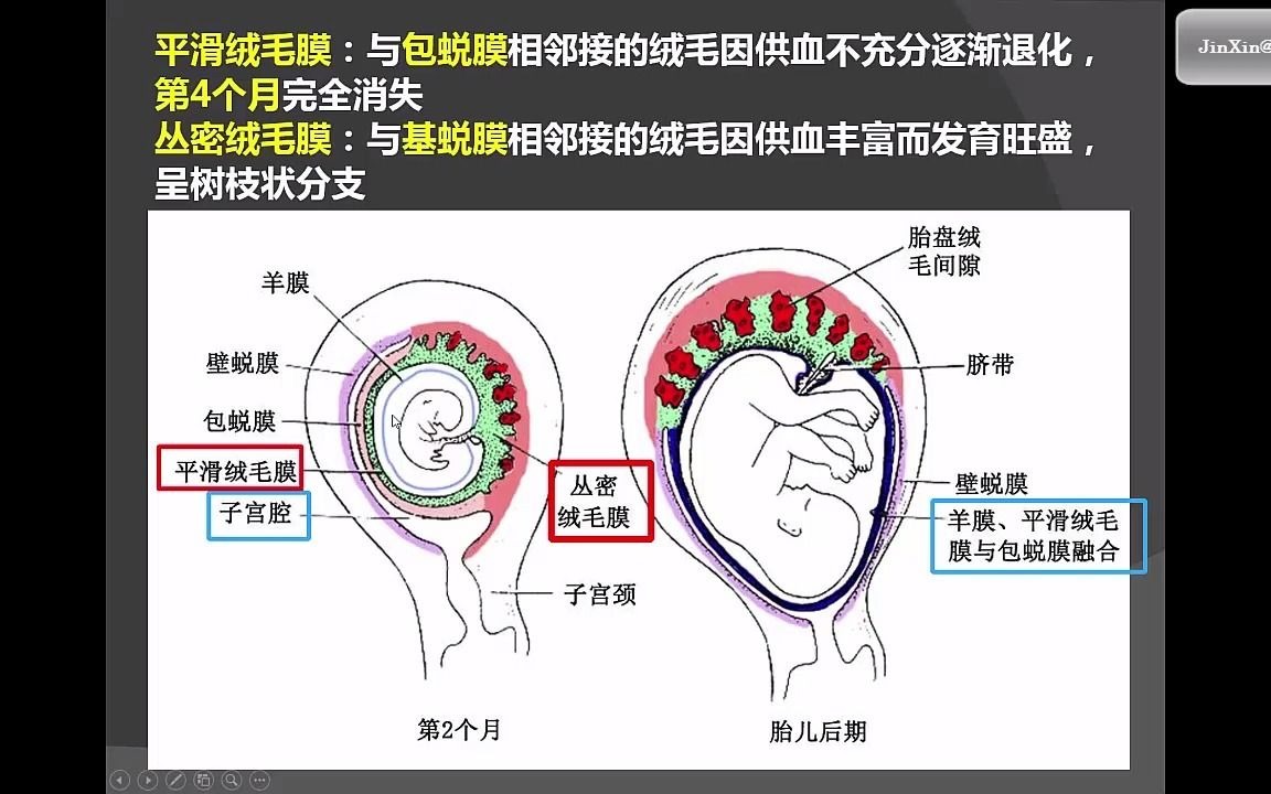 胎盘怎么形成的图片