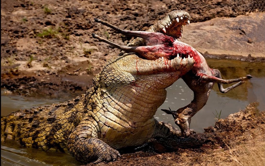 【自然】鳄鱼攻击大象,猪,黑斑羚-动物攻击-鳄鱼甚至吃同类