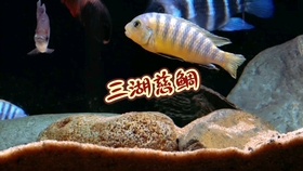 三湖慈鲷坦湖鲶鱼极其罕见的白子白金豹皮 哔哩哔哩 つロ干杯 Bilibili